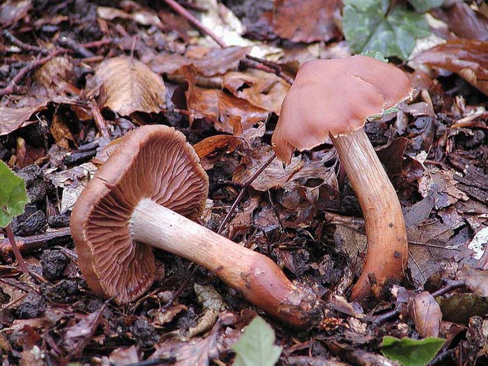 Cortinari nebrodensi (2� gruppo)